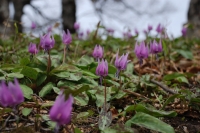 カタクリの花　毛無山登山道開き
