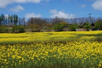 咲き誇る菜の花〜笠良原〜