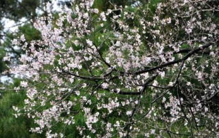 下蚊屋の明神桜