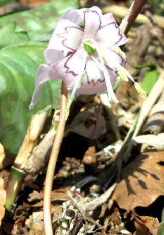 カタクリの花