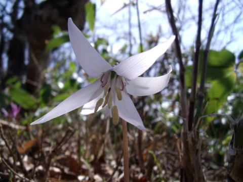 毛無山の登山道開き