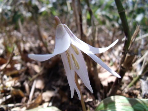 毛無山の登山道開き