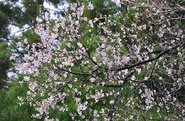 下蚊屋（さがりかや）明神桜