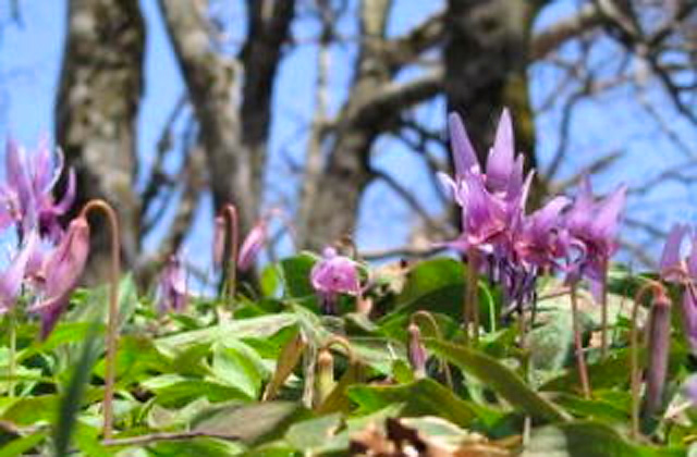 毛無山のカタクリの花