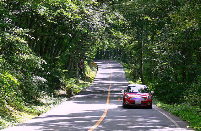 奥大山ブナのトンネル　新緑