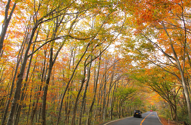 奥大山ブナのトンネルの紅葉