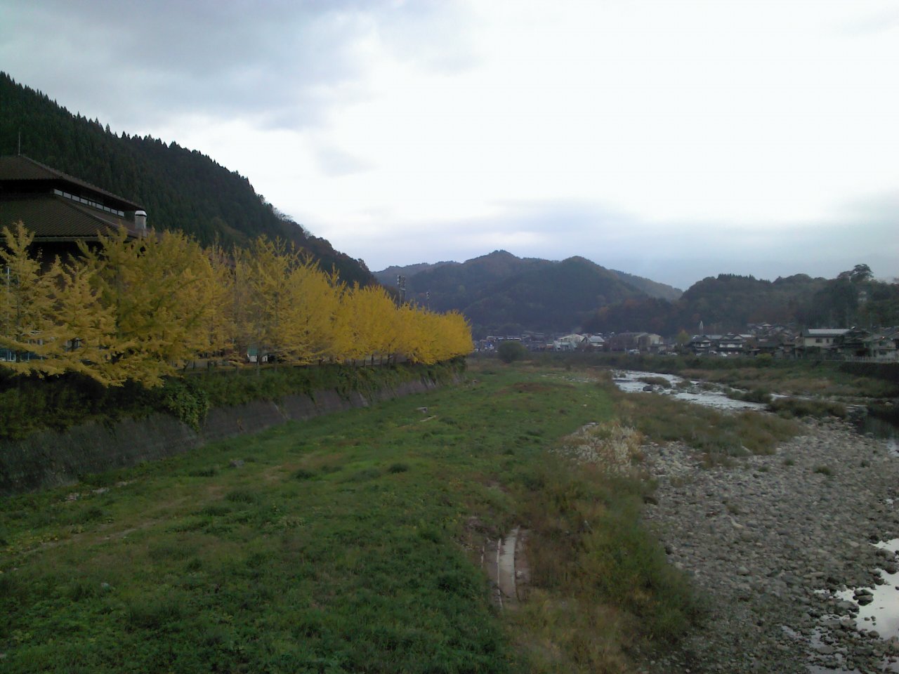 奥大山　イチョウ並木　紅葉