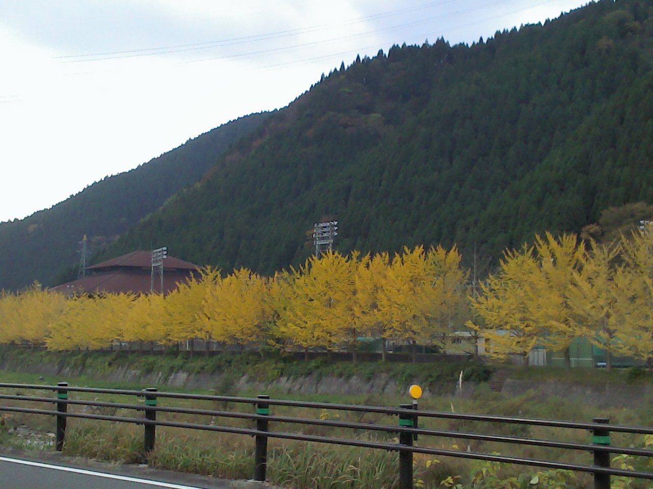 イチョウ並木　紅葉