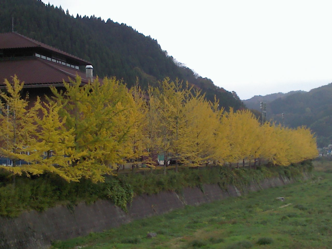 銀杏並木　紅葉　江府町