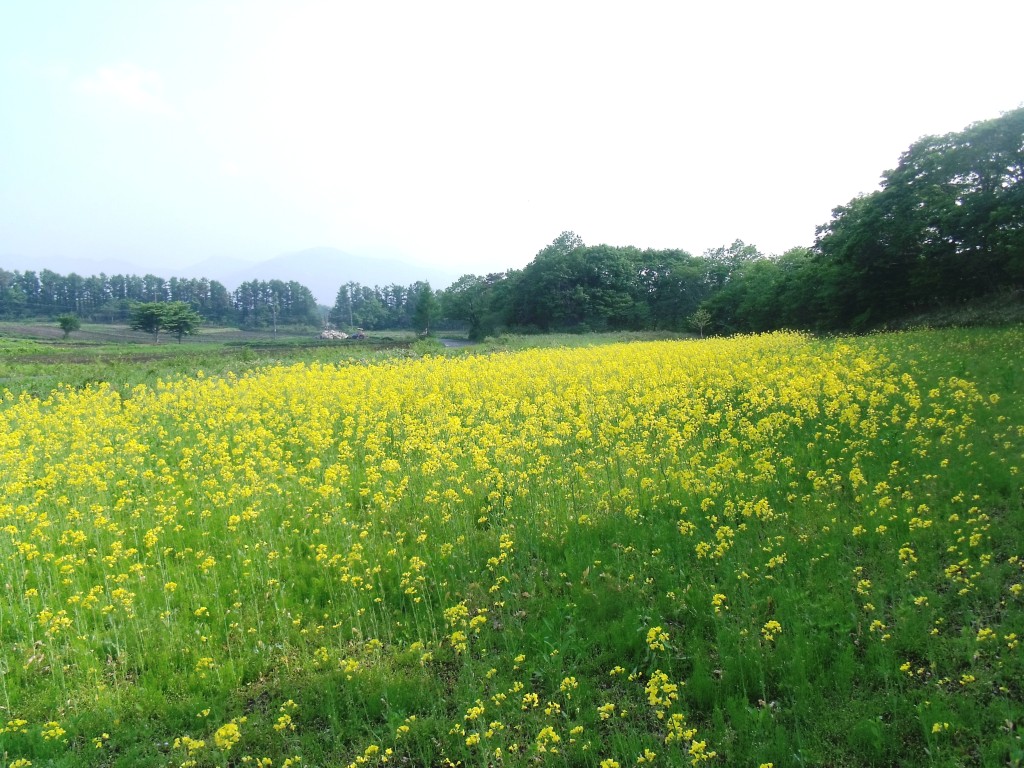 菜の花