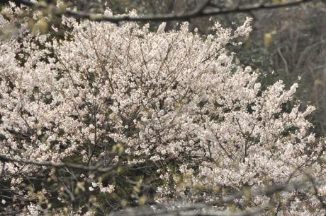 桜②