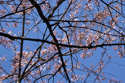 下蚊屋　明神桜