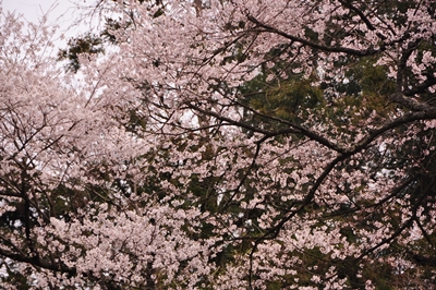 4.16明神桜