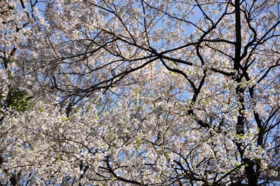 明神桜