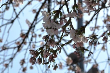 sakura