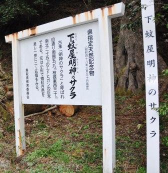 明神桜看板