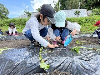 230524いも苗植え (9).jpg