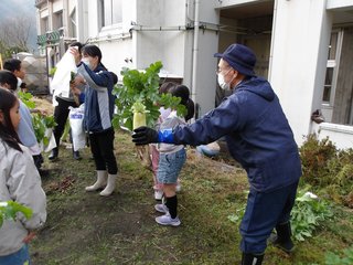 251126大根収穫 (7).JPG