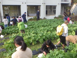 251126大根収穫 (37).JPG