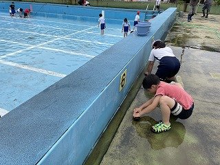 240530プールそうじ (2).jpg