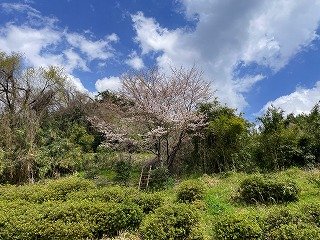 IMG_7439.jpg