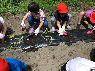 240515　1・2年いも苗植え (13).jpg
