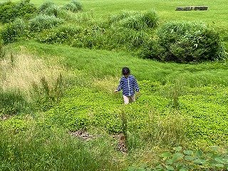 240713草花観察会 (141).jpg