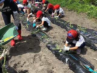 240515　1・2年いも苗植え (6).jpg
