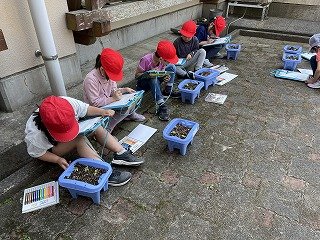 240520あさがお発芽 (6).jpg