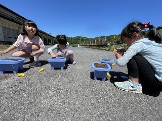 240514あさがお (10).jpg