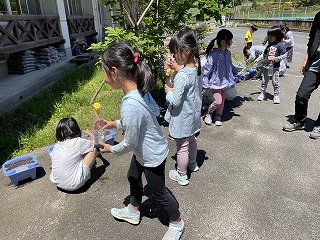240514あさがお (27).jpg