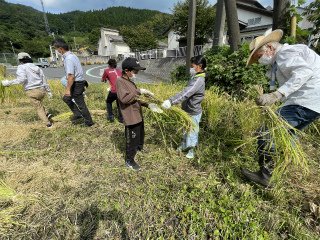 220913稲刈り（5年） (11).jpg