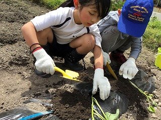 240515　1・2年いも苗植え (23).jpg
