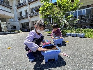 240514あさがお (6).jpg