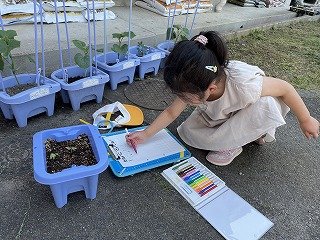 240520あさがお発芽 (4).jpg