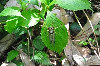 240713草花観察会 (135).jpg