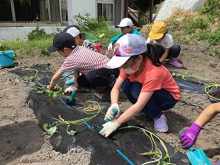 240515　1・2年いも苗植え (11).jpg