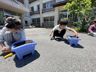 240514あさがお (12).jpg
