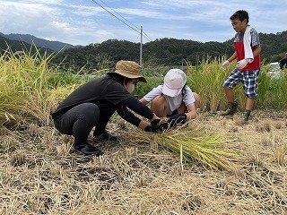 230912稲刈り (8).jpg