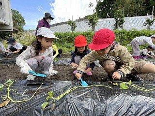 230524いも苗植え (10).jpg