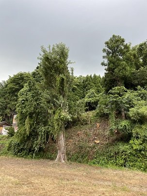 IMG_9071.jpg