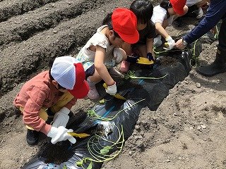 240515　1・2年いも苗植え (9).jpg