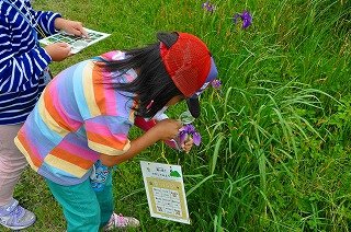 240713草花観察会 (57).jpg