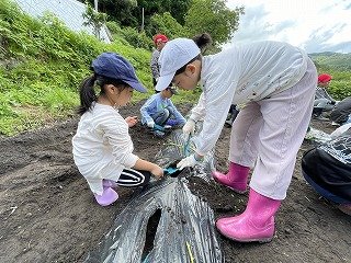 230524いも苗植え (13).jpg