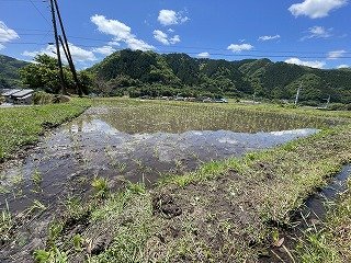 240509田植え (37).jpg