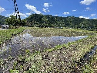 240509田植え (37).jpg