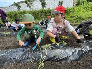 230524いも苗植え (7).jpg