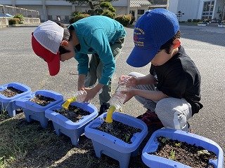 240520あさがお発芽 (2).jpg