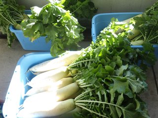 251218　大根販売① (3).JPG